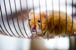 release1992013b (500x334)