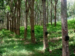 Seringal 2 (640x480)