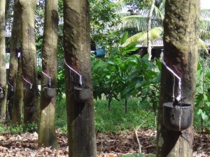 seringueiras24084_jpg ES1 (640x480)